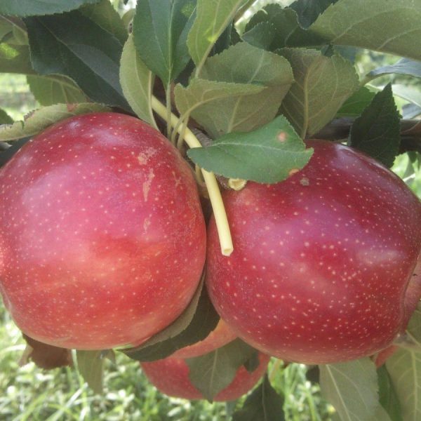 Buckeye