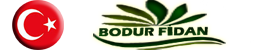 Bodur Fidan