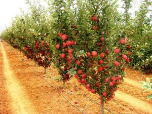 MM 106 Klon Anaçlı Elma Bahçesi