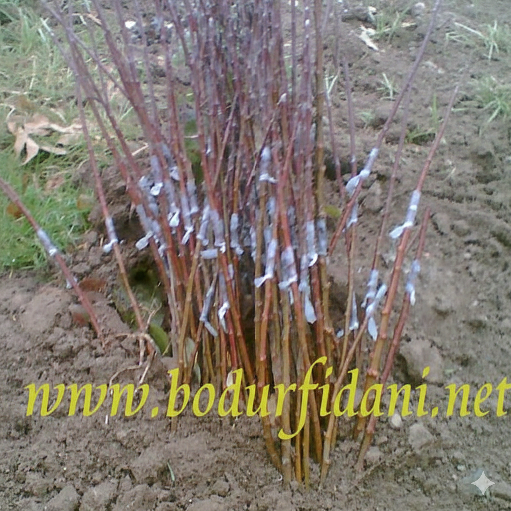 Uyur Göz Aşıl Fidan