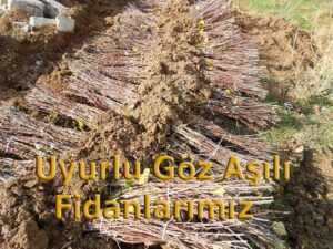 Uyurgöz Aşılı Fidan