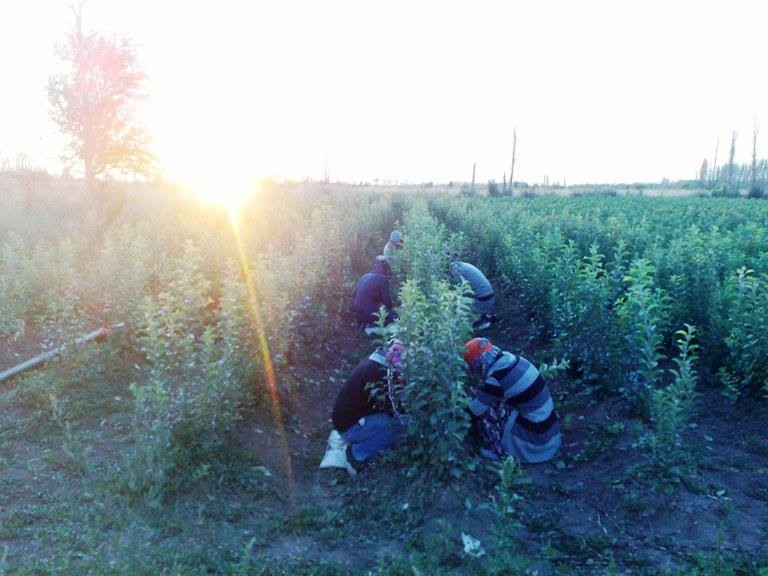 uyur göz aşı fidan