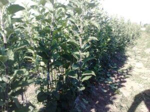 Uyurgöz aşılı fidan